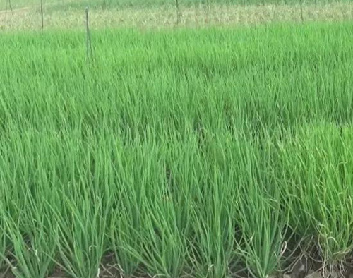 北方飄起雪花時，海帝拉克走進了雨中的廣西柳州