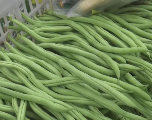 經濟大棚蔬菜篇(二)豆角