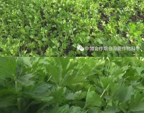 經濟大棚蔬菜篇(六)水芹菜