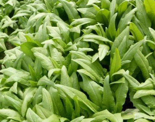 經濟大棚蔬菜篇(四)生菜