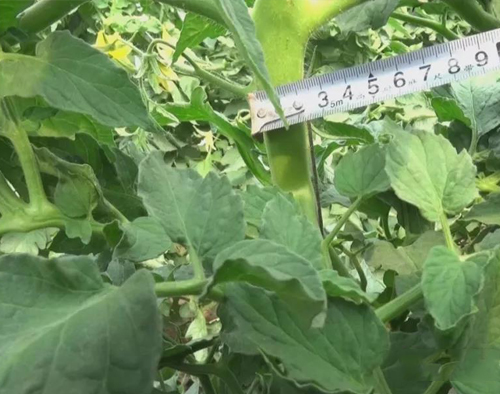 經濟大棚蔬菜篇(一)番茄