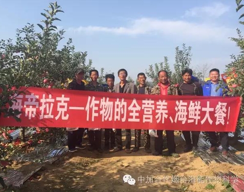 蘋果樹12月管理技術要點！抓緊時間看