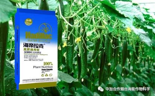 膨果水溶肥 膨果水溶肥