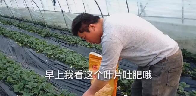 海帝拉克在草莓上的神奇效果 海帝拉克在草莓上的神奇效果