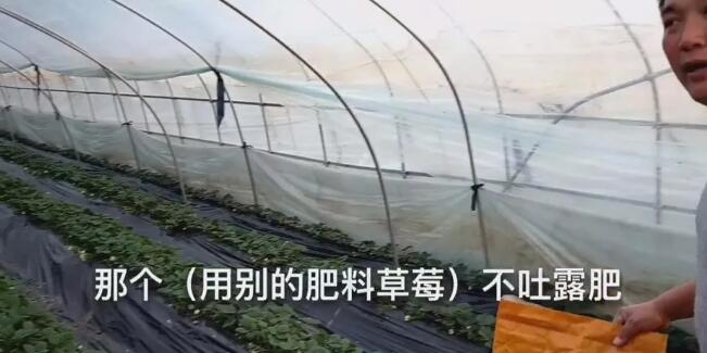 海帝拉克在草莓上的神奇效果 海帝拉克在草莓上的神奇效果