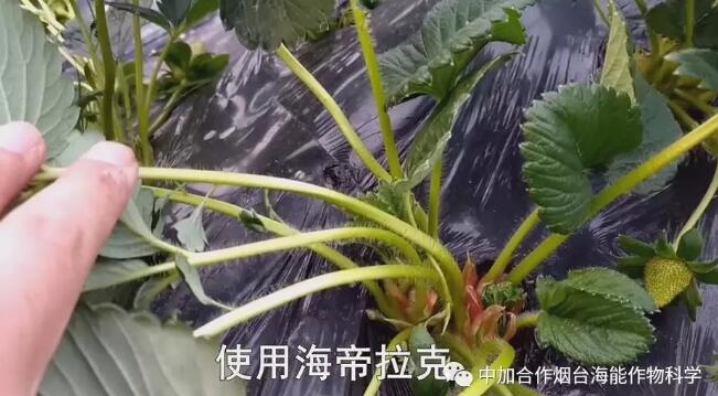 海帝拉克在草莓上的神奇效果 海帝拉克在草莓上的神奇效果