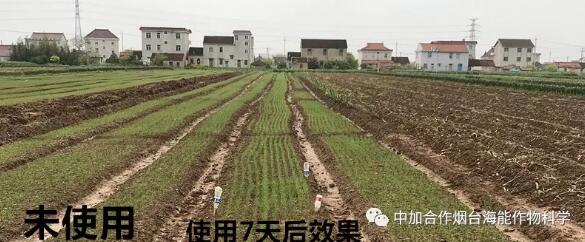 海帝拉克顆粒水溶肥大蔥效果第一季 海帝拉克顆粒水溶肥大蔥效果第一季