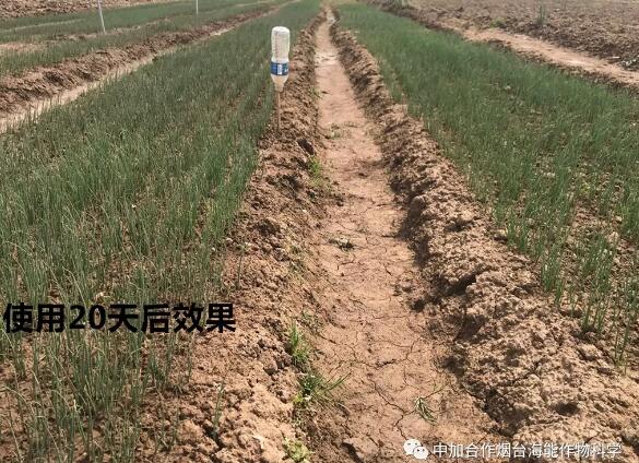 海帝拉克顆粒水溶肥大蔥效果第一季 海帝拉克顆粒水溶肥大蔥效果第一季