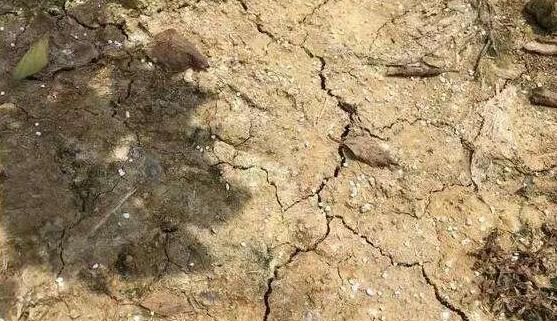 【實地探訪】-----山東萊陽高品質果園管理細節及“免開溝”水肥一體化運用 【實地探訪】-----山東萊陽高品質果園管理細節及“免開溝”水肥一體化運用