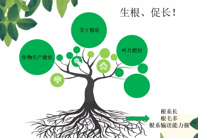 海帝拉克海藻碳的神奇功效！