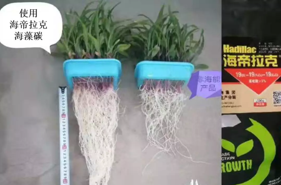 海帝拉克海藻碳的神奇功效！