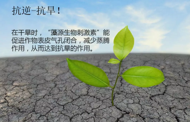 海帝拉克海藻碳的神奇功效！