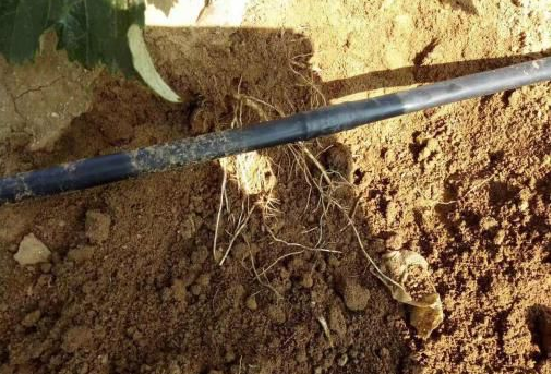 五一成人漫画生物高品質葡萄全程“傻瓜式”施肥方案 五一成人漫画生物高品質葡萄全程“傻瓜式”施肥方案