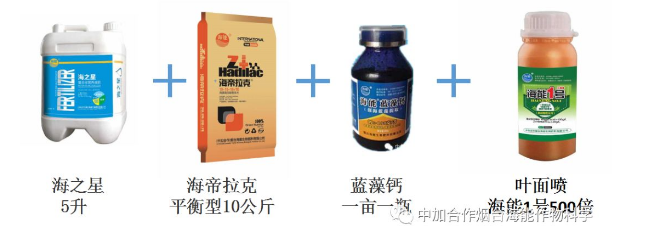 五一成人漫画生物高品質葡萄全程“傻瓜式”施肥方案 五一成人漫画生物高品質葡萄全程“傻瓜式”施肥方案