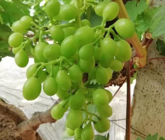 五一成人漫画生物高品質葡萄全程“傻瓜式”施肥方案 五一成人漫画生物高品質葡萄全程“傻瓜式”施肥方案