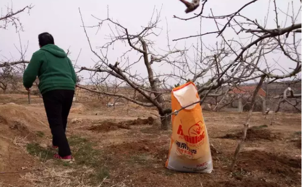 蘋果樹12月管理技術要點！抓緊時間看