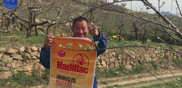 蘋果樹12月管理技術要點！抓緊時間看