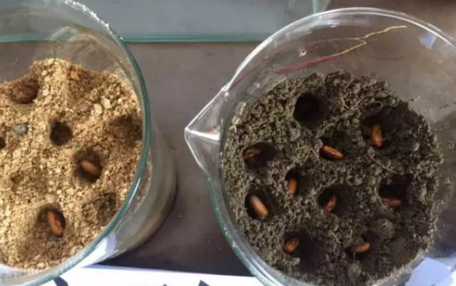 海帝拉克碳能菌劑試驗報告 海帝拉克碳能菌劑試驗報告