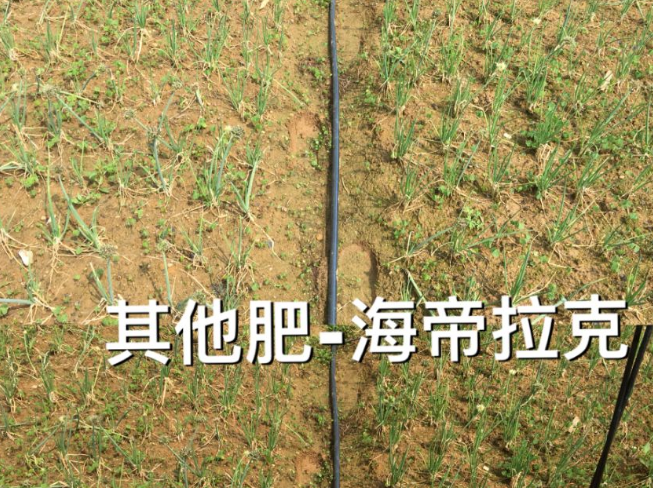 廣西省柳州市柳江區柳江區六道鎮梁老板香蔥基地 廣西省柳州市柳江區柳江區六道鎮梁老板香蔥基地