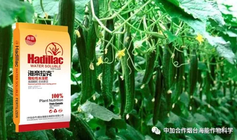 五一成人漫画生物黃瓜全程施肥技術 五一成人漫画生物黃瓜全程施肥技術