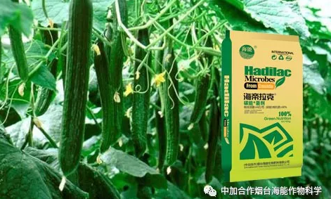 五一成人漫画生物黃瓜全程施肥技術 五一成人漫画生物黃瓜全程施肥技術