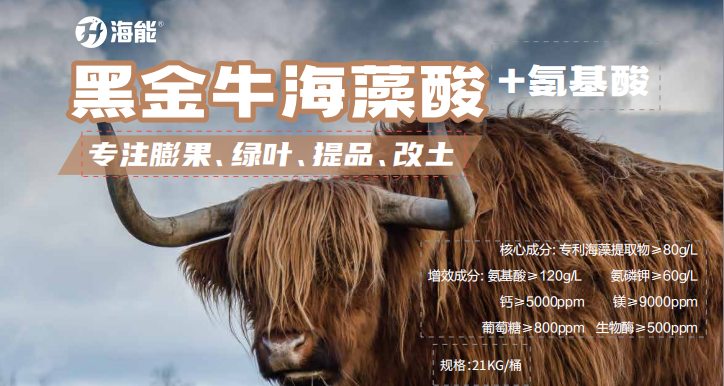 黑金牛 黑金牛